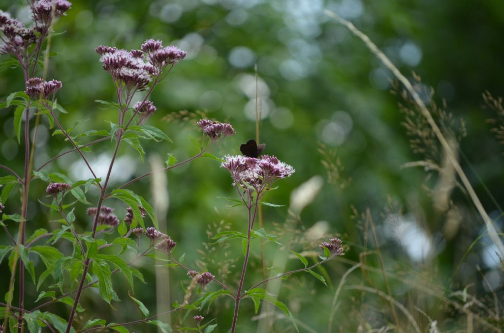 Val Brembana, (BG) : Eupatorium cannabinum